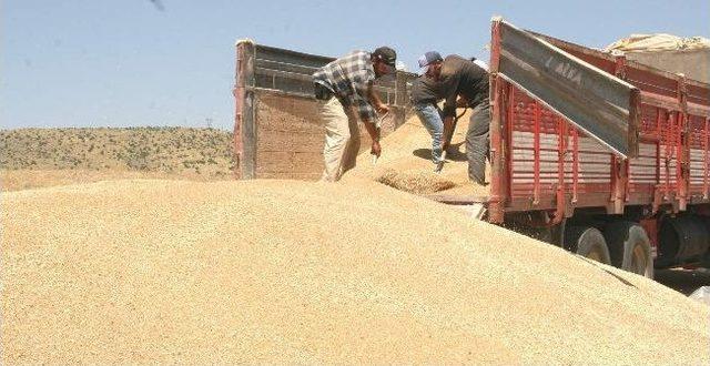 Yerk&ouml;y Tmo Hububat Alımlarına Başladı 1