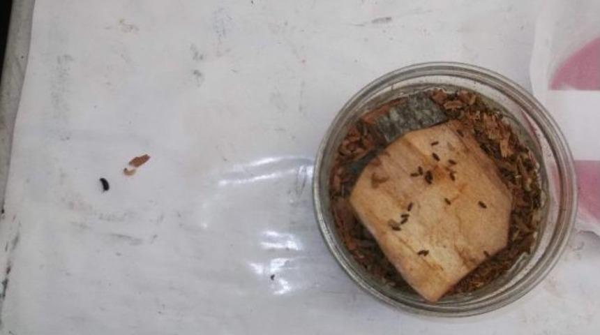 Son 14 Yılda Doğu Karadeniz'de Orman Zararlılarına Karşı M&uuml;cadele İ&ccedil;in Ormanlara 2 Milyon 300 Bin B&ouml;cek Bırakıldı