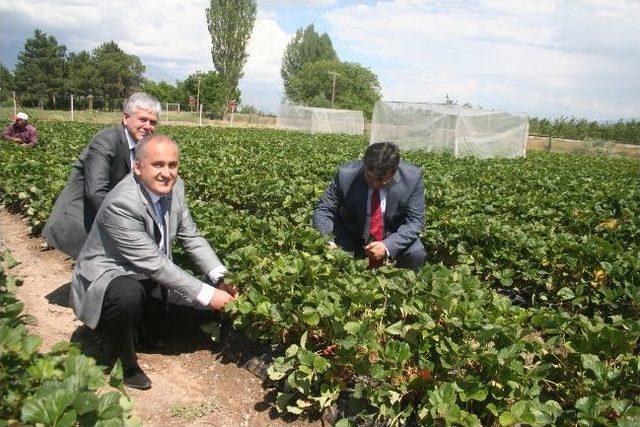 Doktor Arılar Projesi Meyvesini Verdi