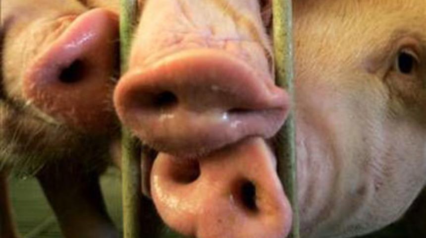 Hayvanların &ccedil;ılgın davranışları