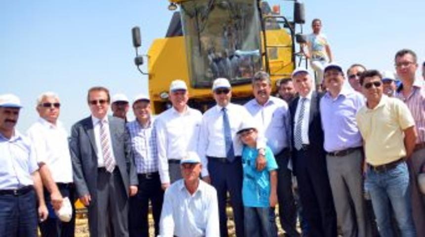 5 Yılda Geliştirilen 'İnci 20' Buğdayı G&ouml;r&uuml;c&uuml;ye &Ccedil;ıktı