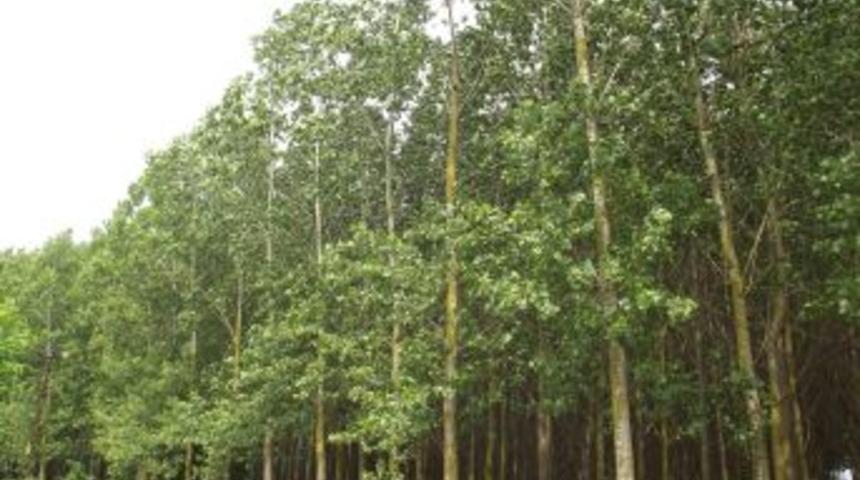 Kanada&rsquo;dan Sonra D&uuml;nyanın En B&uuml;y&uuml;k Kavak Pop&uuml;l&acirc;syonu Terme&rsquo;de