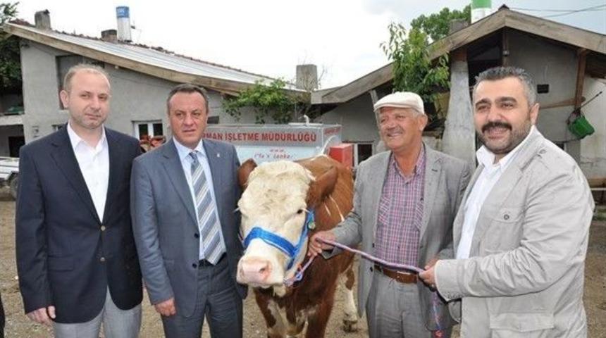 K&ouml;yl&uuml;lere Damızlık Sığır Dağıtıldı