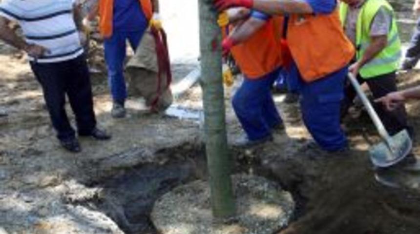 Gezi Parkı'na 100 Ağaç Dikildi