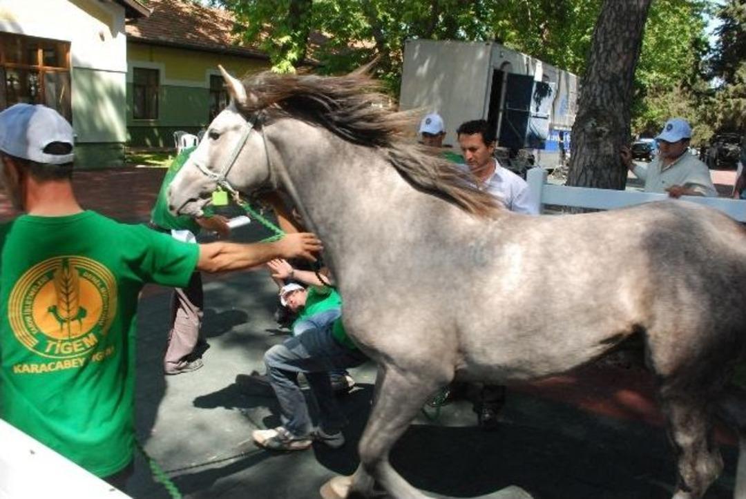 Villa Fiyatına Taylar Kapışıldı
