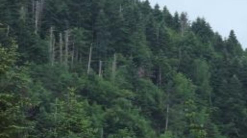 &Ccedil;am Ve G&ouml;knarlar Kurumayacak