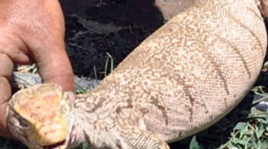 Dev kertenkele hayrete d&uuml;ş&uuml;rd&uuml;!