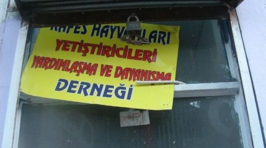 Horoz D&ouml;v&uuml;şt&uuml;renlere Su&ccedil;&uuml;st&uuml;