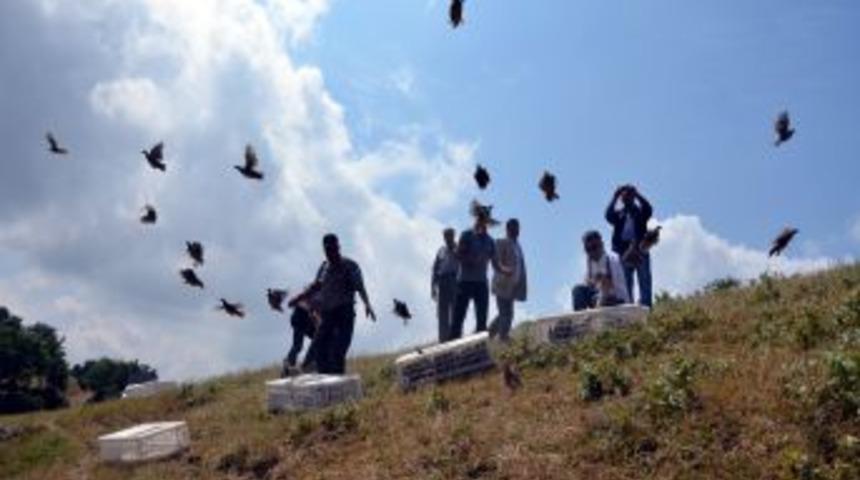 Kınalı Keklikler Zararlı B&ouml;ceklere Karşı Doğaya Salındı