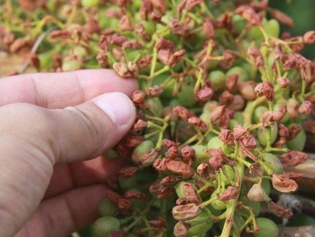 Saruhanlı da 432 &Ccedil;ift&ccedil;i Dolu Mağduru 2