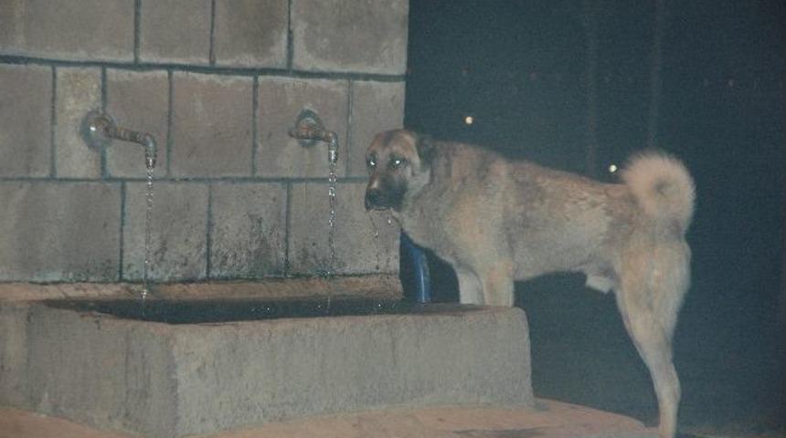 &Ccedil;eşmeye Ağzını Dayayıp Musluktan Su İ&ccedil;en K&ouml;pek G&ouml;renleri Şaşırtıyor