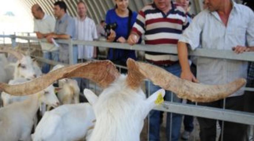 Vali Turhan'ın &Ccedil;ektiği Kurayla Yetiştiricilere 154 Saanen Ke&ccedil;isi Verildi