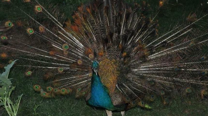 Tavuklar, Tavus Kuşu Yumurtalarına G&ouml;n&uuml;ll&uuml; Annelik Yapıyor