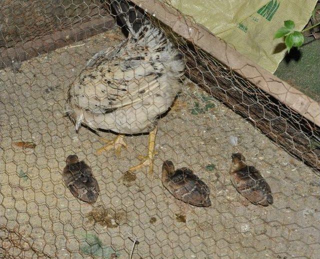 Tavuklar, Tavus Kuşu Yumurtalarına Gönüllü Annelik Yapıyor