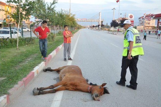 Çocukların Kovaladığı At Kamyonetin Altında Can Verdi