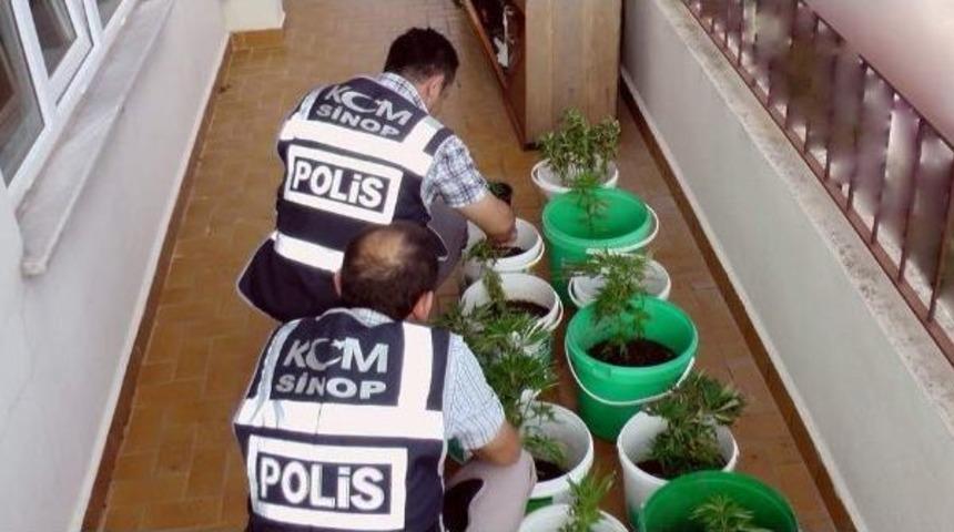 Saksıda Kenevir Operasyonu