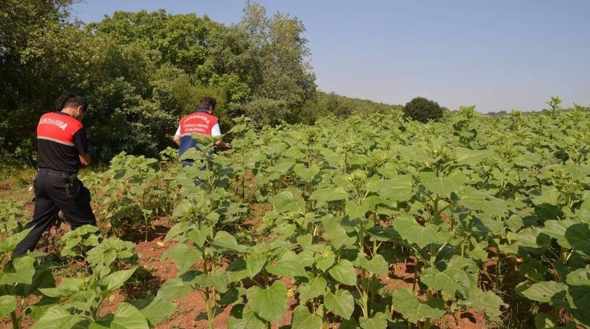Tarlada Kenevir Ekip Hasadını Yaptı Ancak Jandarmadan Ka&ccedil;amadı