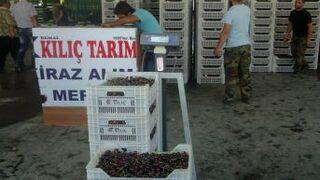 Uluborlu'da Kiraz Hasadı Başladı, 7 Bin Ton Rekolte Bekleniyor