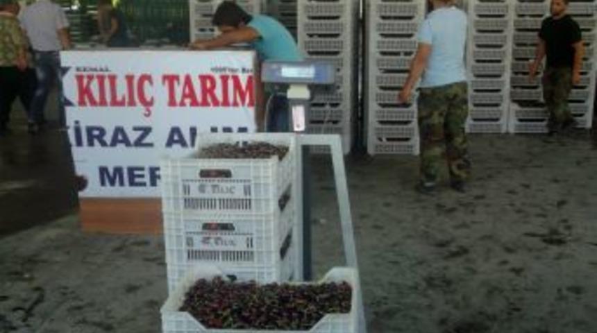 Uluborlu'da Kiraz Hasadı Başladı, 7 Bin Ton Rekolte Bekleniyor