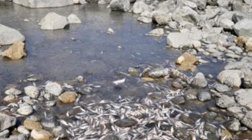 Tunceli'deki Balık &Ouml;l&uuml;mleri Devlet Denetle Kurumu'na Taşındı