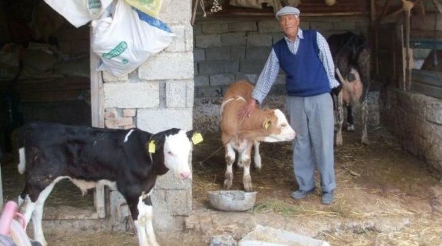 Dalaman&rsquo;da Hayvan Sevkleri Hakkında Bilgilendirme Toplantısı