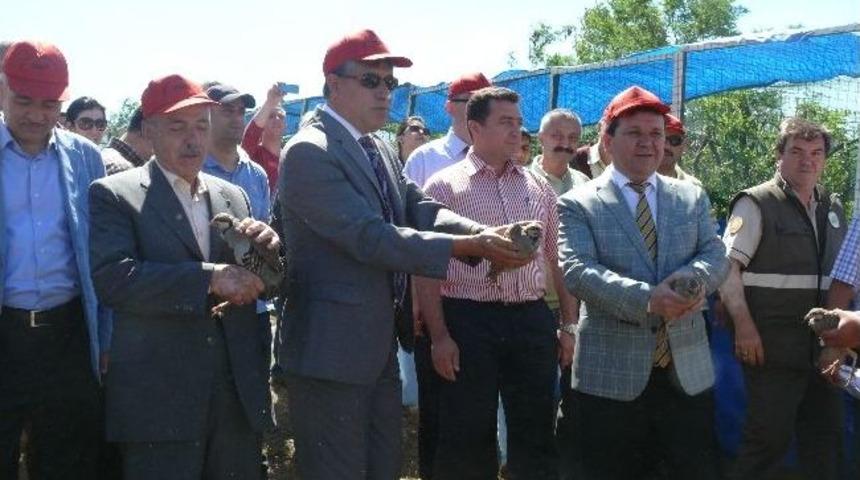 Bilecik'te 500 Kınalı Keklik Doğaya Salındı