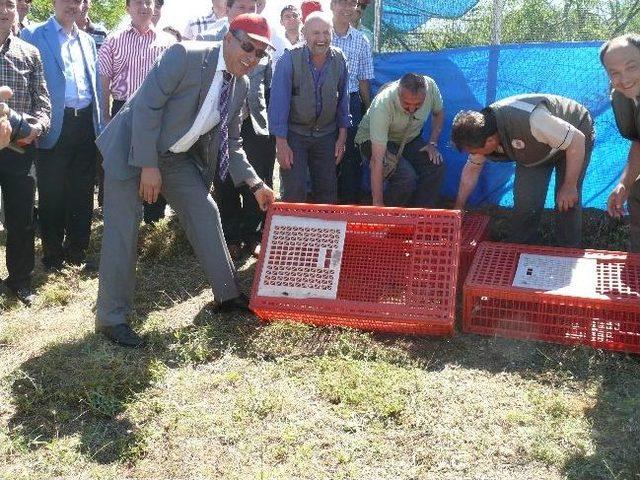 Bilecik te 500 Kınalı Keklik Doğaya Salındı 3