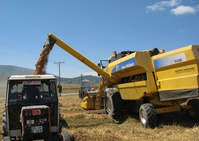 Samsun’da Biçerdöverle Buğday Hasadı Başladı