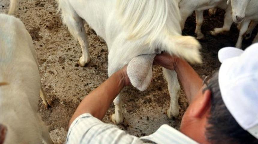 "tekeden S&uuml;t &Ccedil;ıkarmak" Deyimi Ger&ccedil;ek Oldu