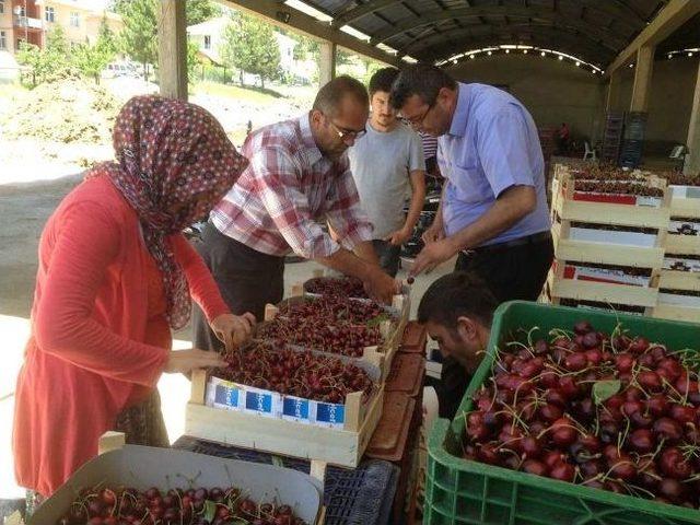 Kiraz Üreticileri Şokta