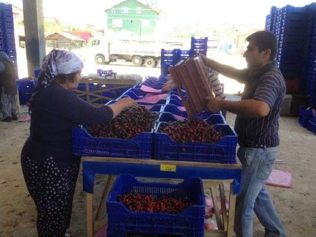 Kiraz &Uuml;reticileri Şokta 1