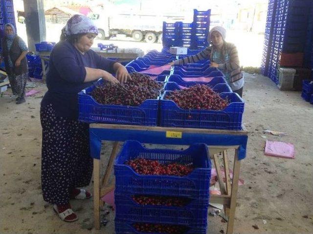 Kiraz &Uuml;reticileri Şokta 2