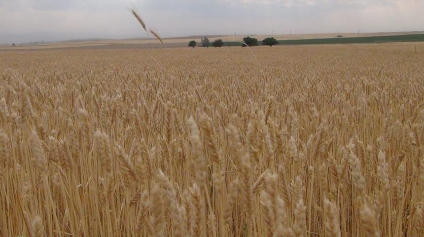 Tahıl Hasadına Başlandı, &Ccedil;ift&ccedil;iler Rekolte Sevinci Yaşıyor