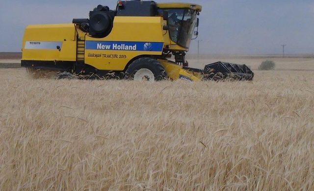 Tahıl Hasadına Başlandı, &Ccedil;ift&ccedil;iler Rekolte Sevinci Yaşıyor 1