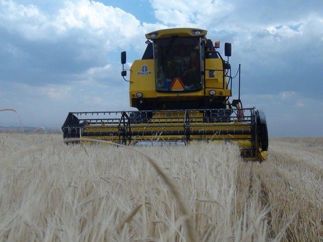 Tahıl Hasadına Başlandı, &Ccedil;ift&ccedil;iler Rekolte Sevinci Yaşıyor 2