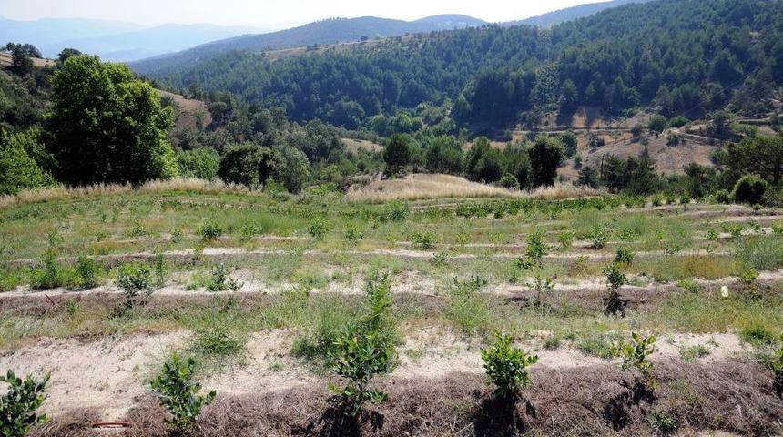 İla&ccedil; Ve Gıda Sanayinin Yeni G&ouml;zdesi Yabanmersini