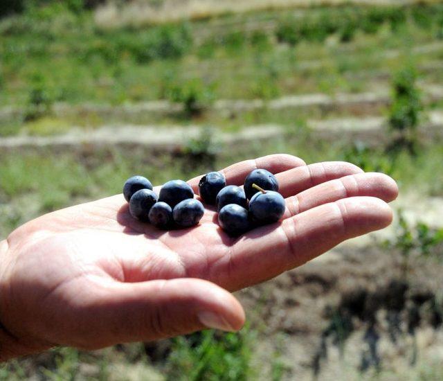 İla&ccedil; Ve Gıda Sanayinin Yeni G&ouml;zdesi Yabanmersini 2