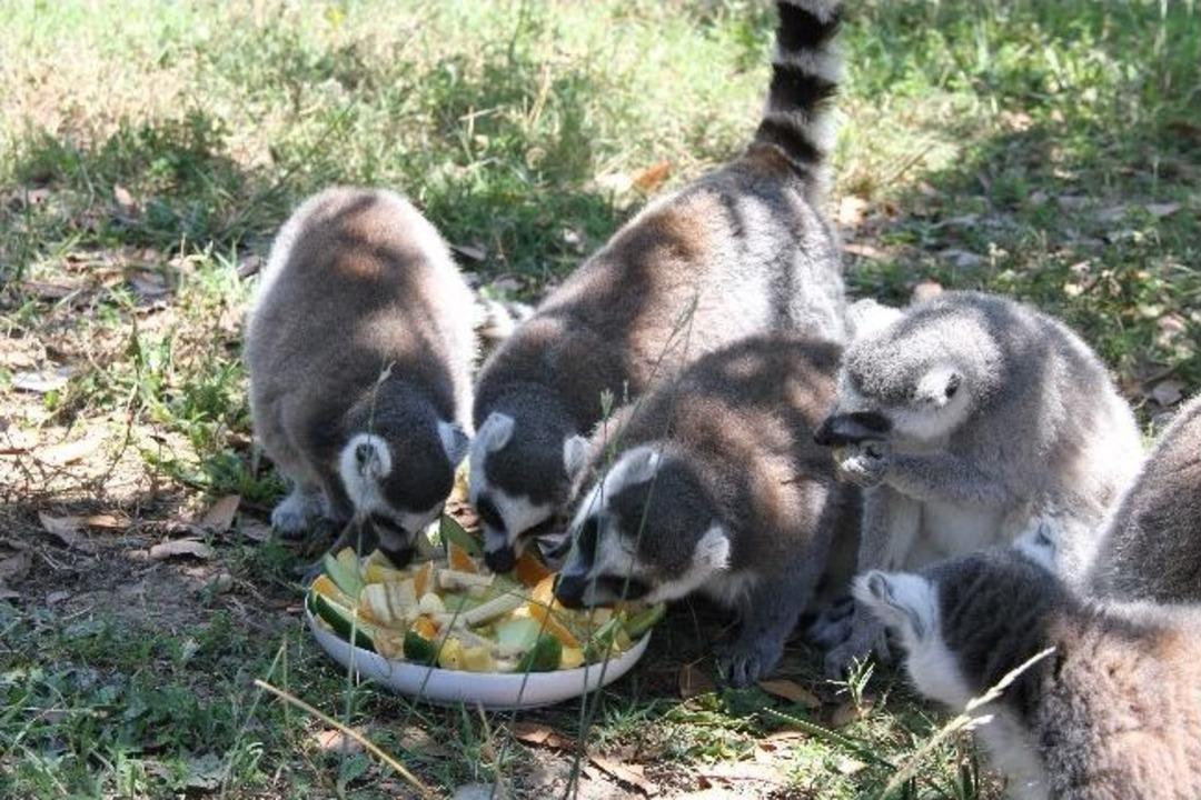 Sevimli Lemurların, A&ccedil;ık Havada Meyve Salatası Keyfi