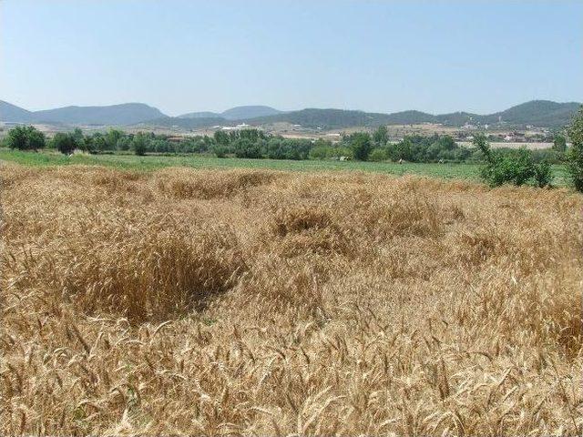 Dolu Ve Sağanak Yağıştan Osmaneli de Mahsul Zarar G&ouml;rd&uuml; 1