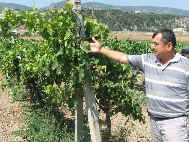 Dolu Ve Sağanak Yağıştan Osmaneli de Mahsul Zarar G&ouml;rd&uuml; 2