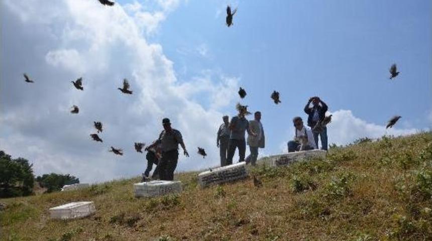 Kınalı Keklikler Doğaya Bırakıldı