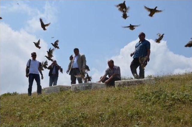 Kınalı Keklikler Doğaya Bırakıldı