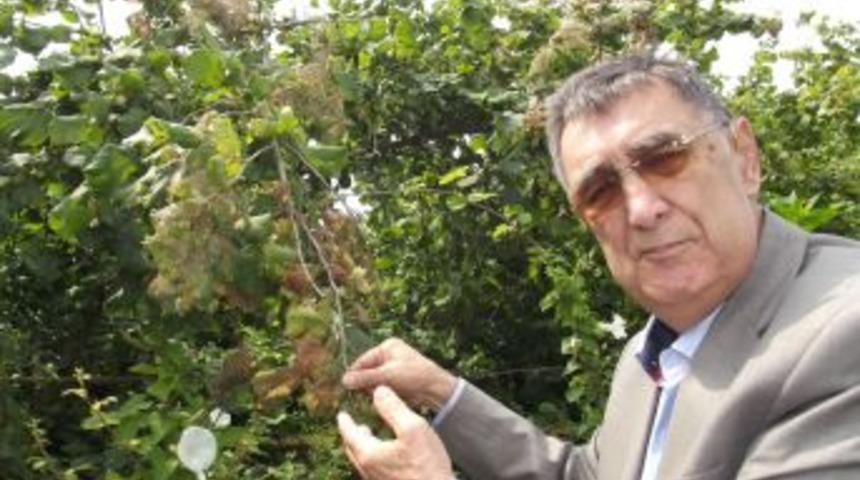 240 Bin D&ouml;n&uuml;m Fındık Bah&ccedil;esi Amerikan Kelebeği Tehdidi Altında