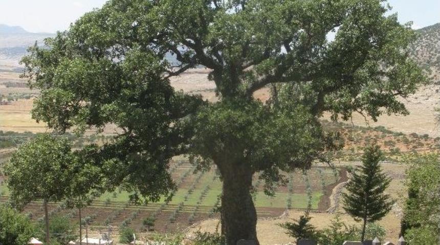 Meşe Palamudu Ağa&ccedil;larının Korunması İstendi
