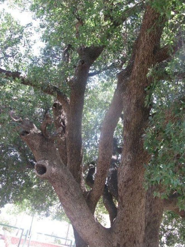 Meşe Palamudu Ağaçlarının Korunması İstendi