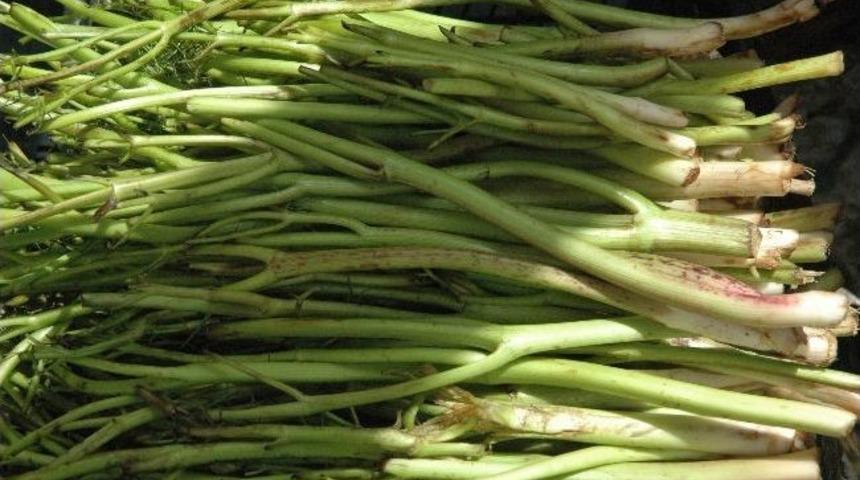 Şeker Hastalığa Karşı V&uuml;cut Sigortası Olan &Ccedil;aşır&rsquo;ın Faydaları Saymakla Bitmiyor