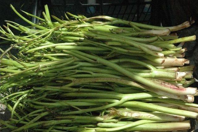 Şeker Hastalığa Karşı V&uuml;cut Sigortası Olan &Ccedil;aşır&rsquo;ın Faydaları Saymakla Bitmiyor 1