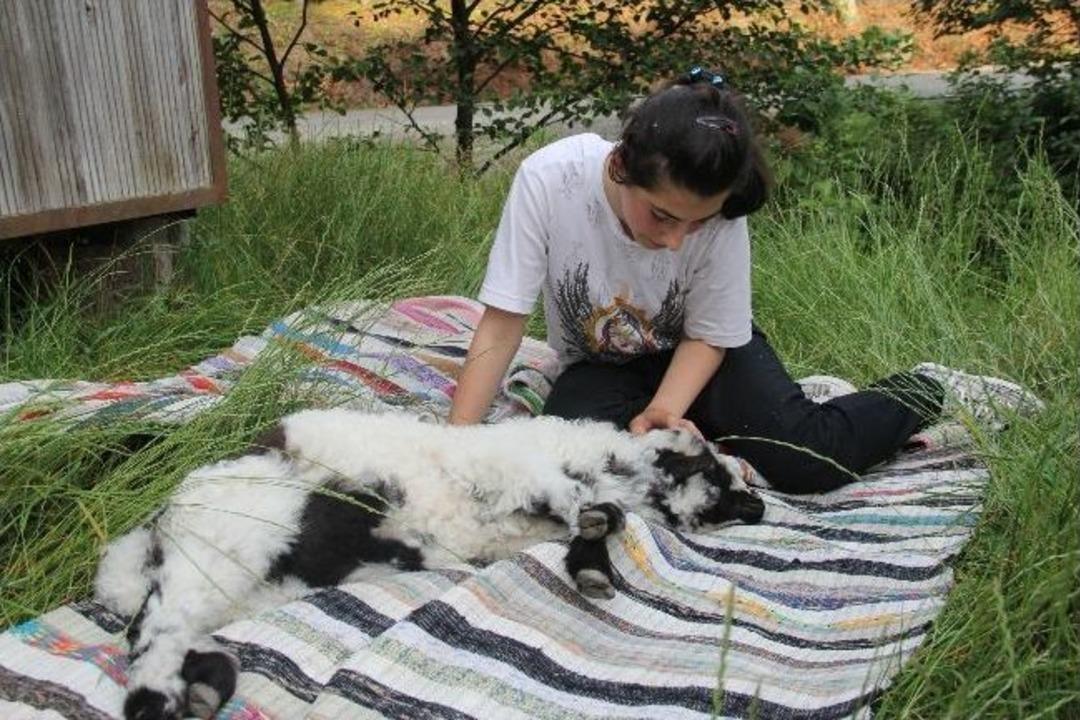 Karne Hediyesi Kuzu Oldu