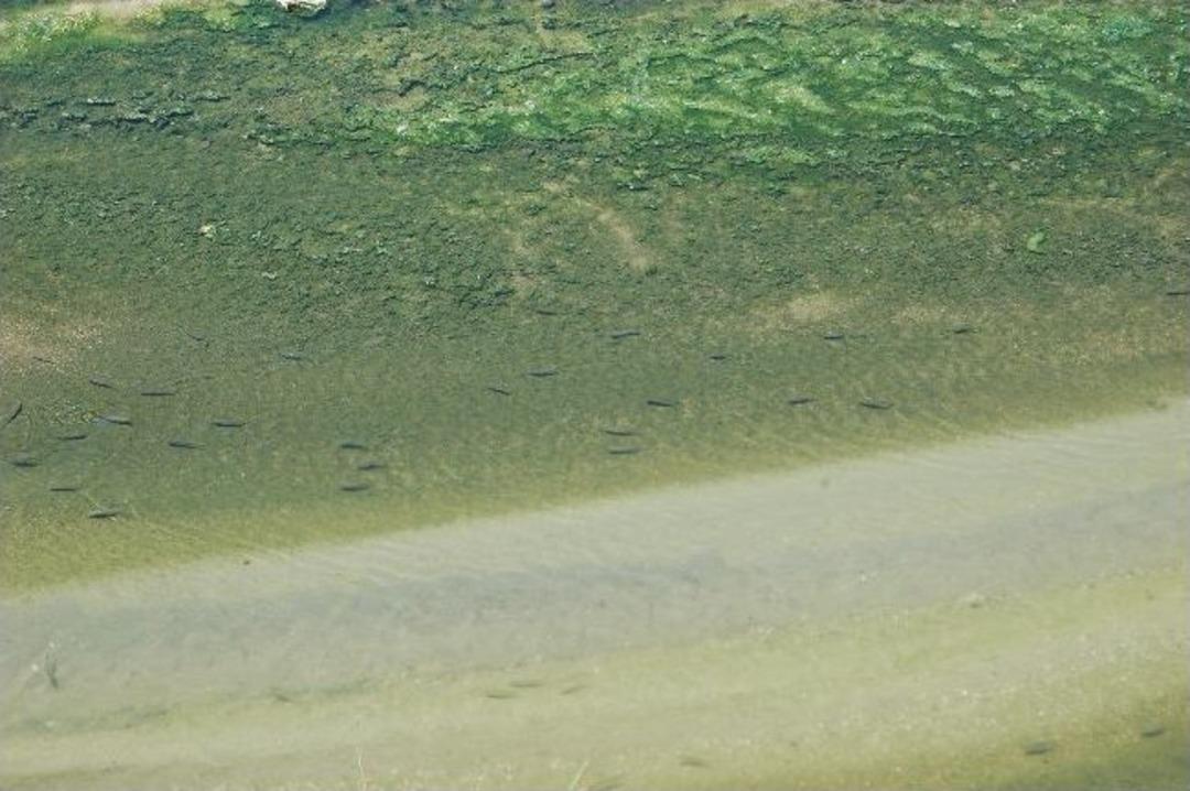 Deredeki Balıkların Sırrı &Ccedil;&ouml;z&uuml;lemedi