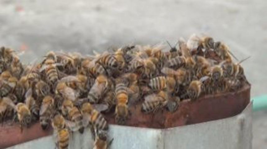 Taksim Meydanı&rsquo;nda Arı Vızıltıları